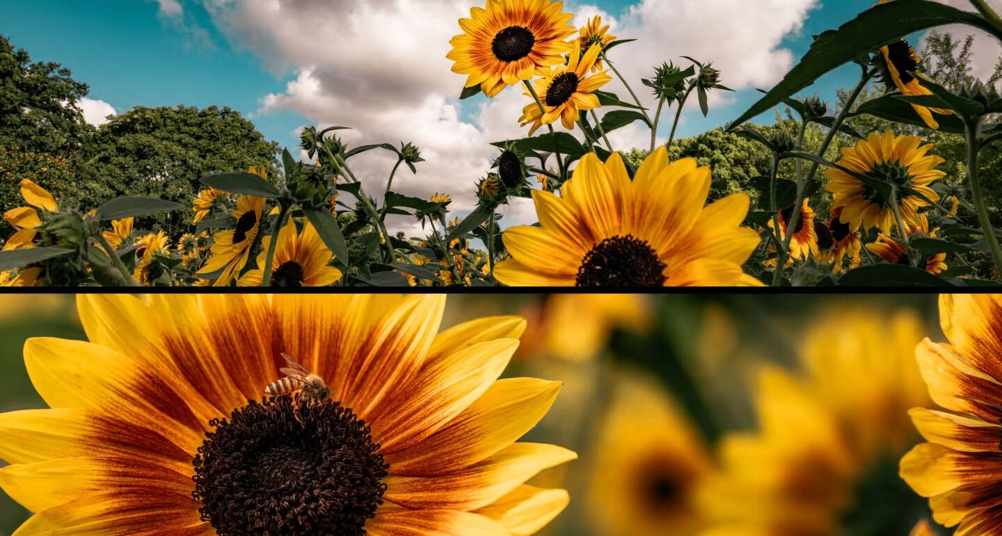 鲜花会枯萎，但干花不会