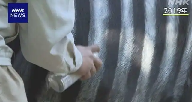 2025搞笑诺贝尔奖揭晓：“在牛身上画斑马图案，减少虫咬次数