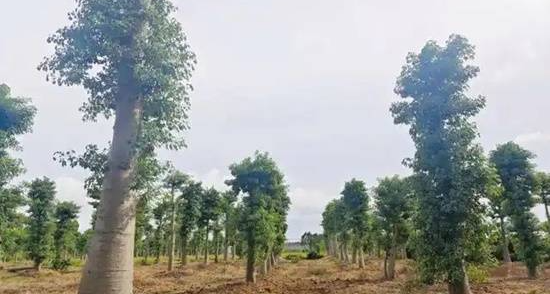 广东湛江一男子种植非洲猴面包树提前结果，18年培育获突破