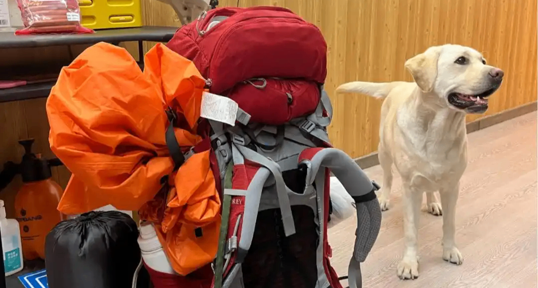 “带导盲犬爬泰山”当事人：已做体检，没有虐狗，盲人也想爬山