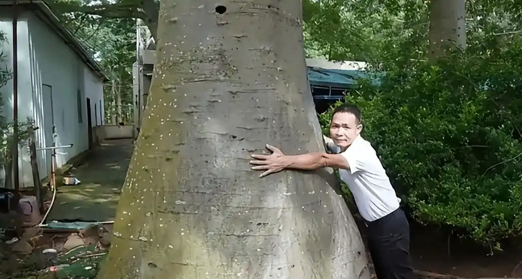 广东男子种出“超级猴面包果”，比非洲原产地还大，18年培育