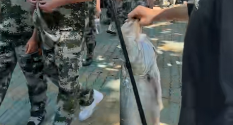 太社牛！博士生釣12斤翹嘴一路給新生展示，聽取“哇”聲音一片
