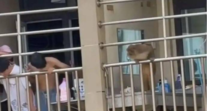 贵州大学宿舍惊现 “辅导猿” 查寝！校方：系保护动物