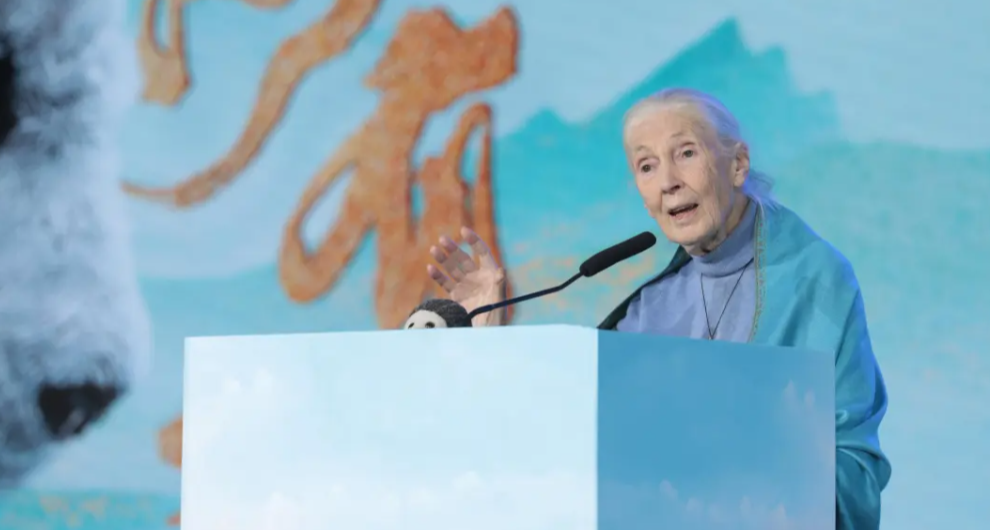 著名靈長類動物學家珍·古道爾去世，於昨日去世，享年91歲