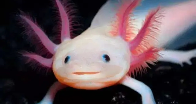 盘点那些不像地球生物的地球生物（第三篇）