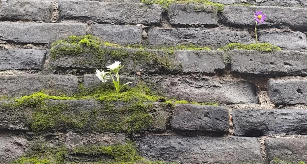 西安下了 1 個多月雨後遍地長蘑菇，大雁塔受潮，城牆佈滿青苔