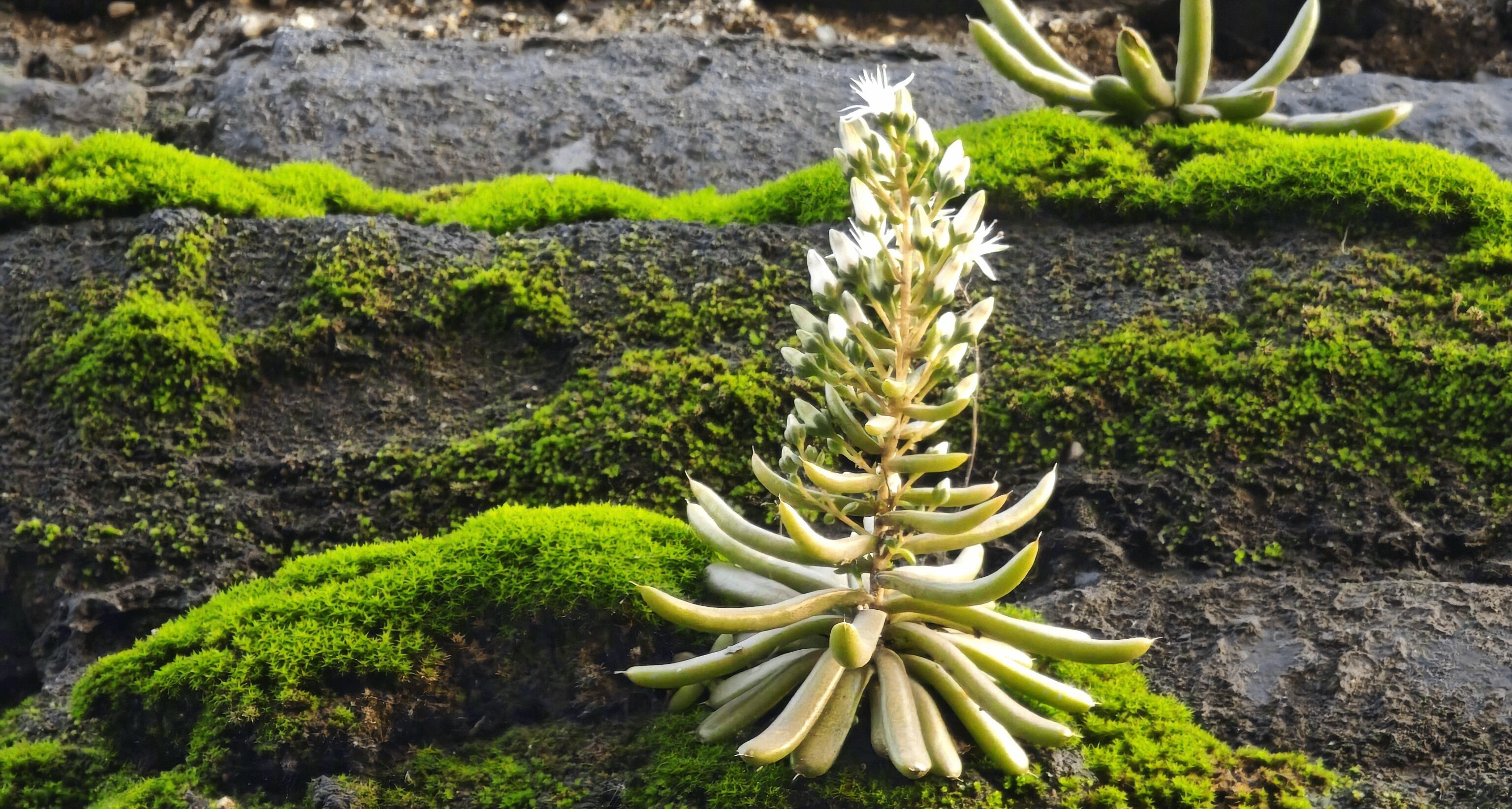 西安城牆變“巨型生態缸”！磚縫多肉開花，苔蘚鋪出綠毯