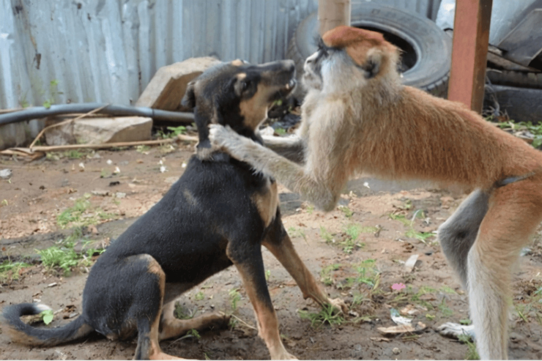 逆天的搞黃色企鵝表情包，正在席捲中國互聯網