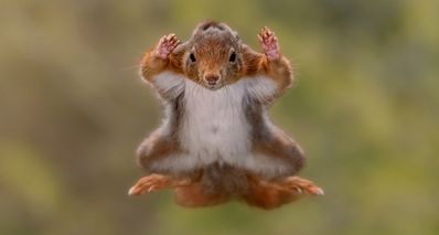 2025 年喜劇野生動物獎:年度最搞笑的動物照片