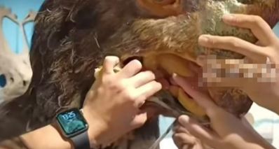 成年游客手伸入恐龙模型嘴被卡,博物馆切割恐龙模型下巴解救