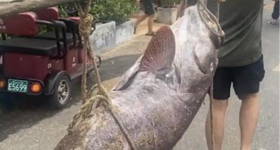 海口一漁民捕獲 225 斤巨型石斑魚,兩名成年壯漢一起才抬得動