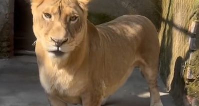 徐州动物园现 “柯基狮”,天生小短腿走红,动物园回应