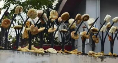 天津一小區圍牆防盜刺插滿燒餅饅頭,居民:有大爺撿回來晾曬賣錢