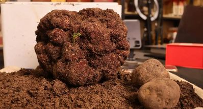 1.73公斤!怒江發現全國最重黑松露!最高出價 5 萬元