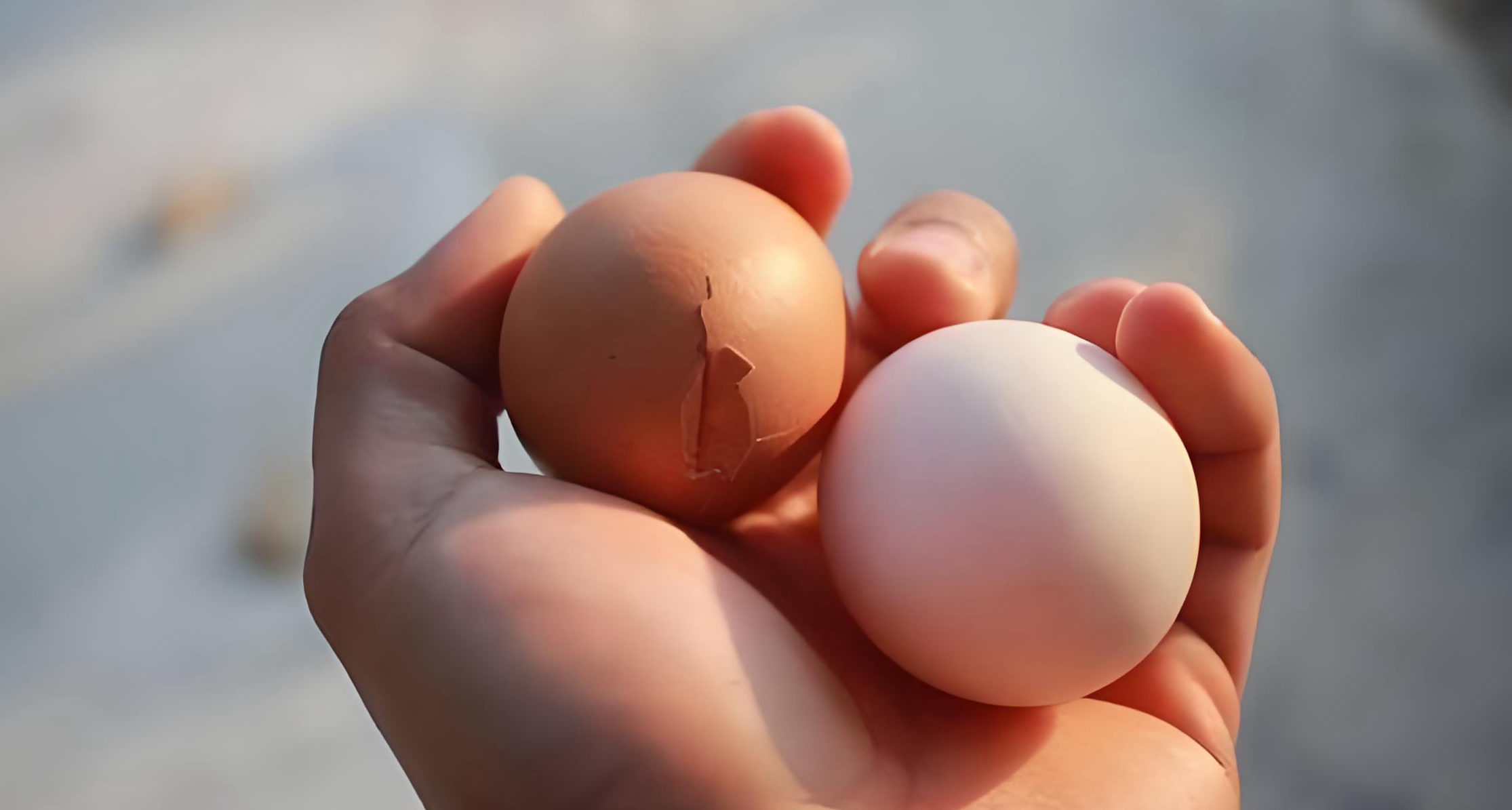 每天1个水煮蛋真的健康吗？一文带你了解关于鸡蛋的知识