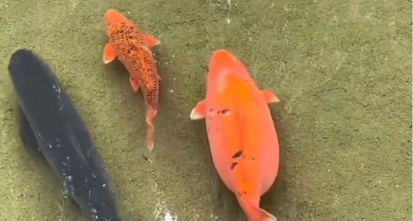 趵突泉猪鲤配上北大研究的减脂私教了！可以刺激鱼群使其运动起来