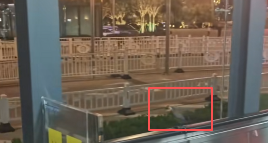 小鳥把電梯扶手當滑梯，玩的不亦樂乎，網友：“來到了天津衛”