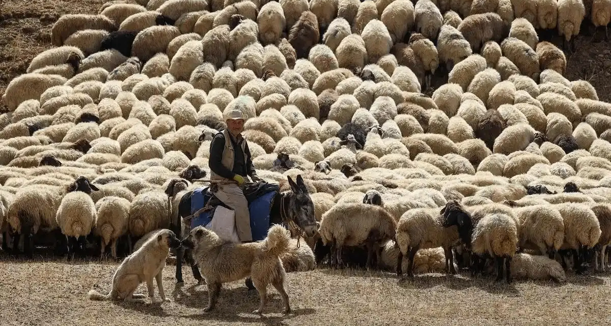 月薪 3 万招不到人？土耳其急招牧羊人，缺水是最大的困难
