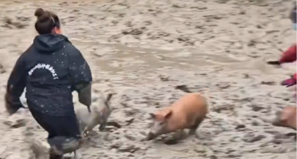 解壓！貴州一地舉辦泥地抓豬比賽，抓到直接帶回家，沒抓到也有獎