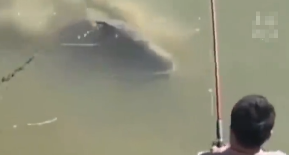 河北一野坑惊现 71 斤花鲢！钓鱼佬三人合力，十几人吃两天