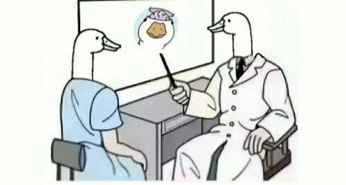 《神经鹅》宣布：鹅物冲突结束！55% 盒友终于承认——鹅是动物