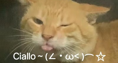 圆头耄耋为什么是最有争议的网红猫【梗解构】