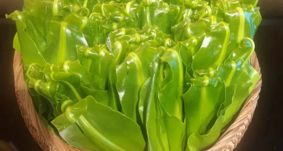 超市裏的網紅菜--山蘇