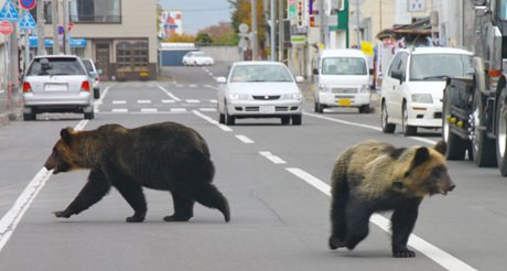 为什么今年日本的熊灾这么严重？