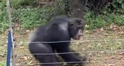 南宁动物园一大猩猩坐石头上抽烟，动物园：从小就会，会派人制止