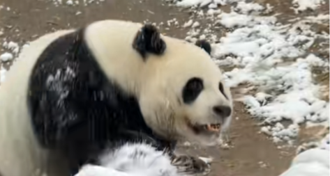 放飛自我！洛陽兩隻大熊貓撒歡玩雪，網友：小朋友都喜歡下雪天