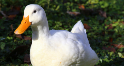 1 吨鸭绒从 17 万涨到 58 万，知情人：100 只鸭子只够做 1 件