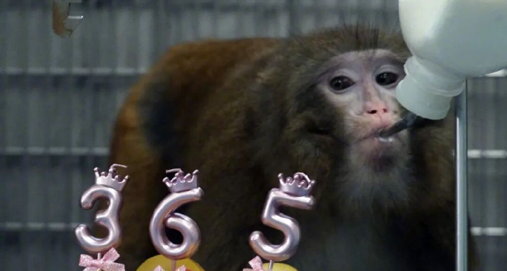 科學家實現豬腎在猴體內存活一年：經過基因編輯的豬腎臟功能良好