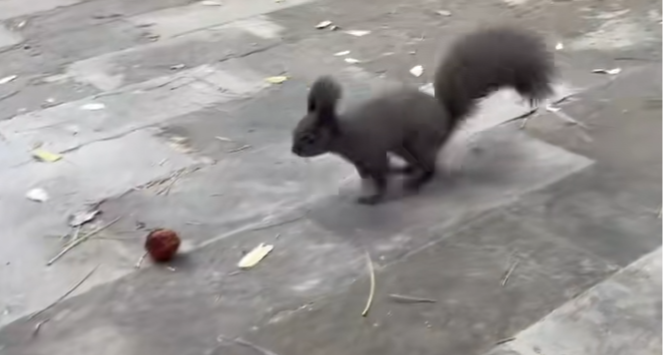 北京一大爺拿文玩核桃逗松鼠被叼走，知情人：之後就一直在樹下等