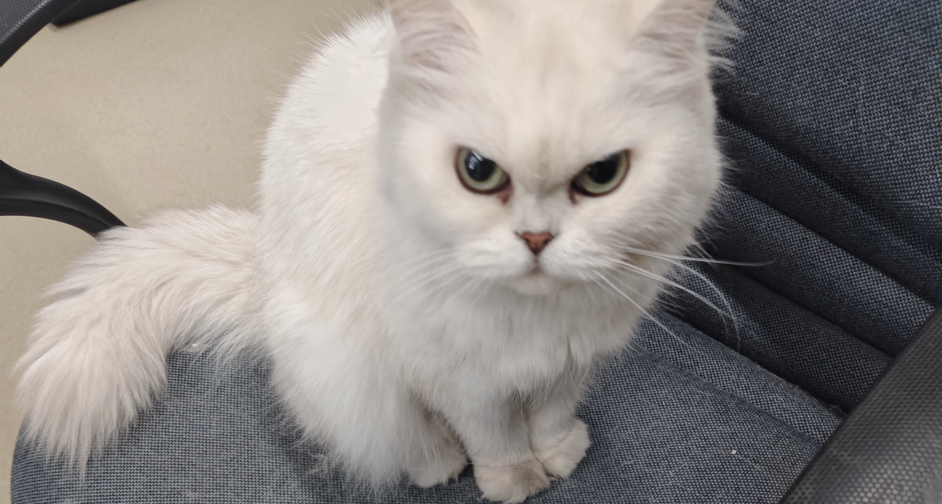 难道养了只鸟，猫猫在做窝