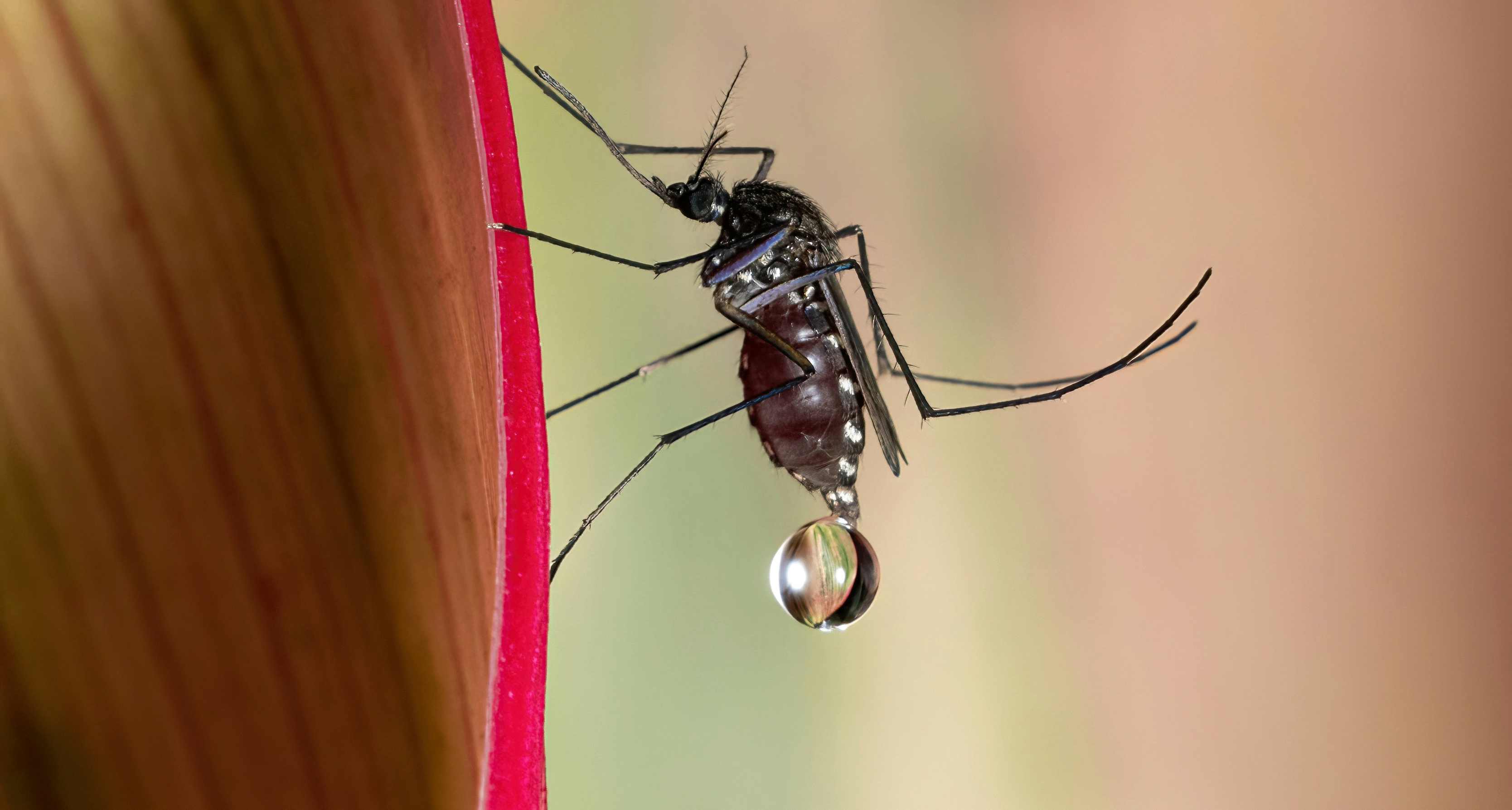 蚊子攻陷了地球上的最后一片净土，开启了“人类公敌”时代！！！