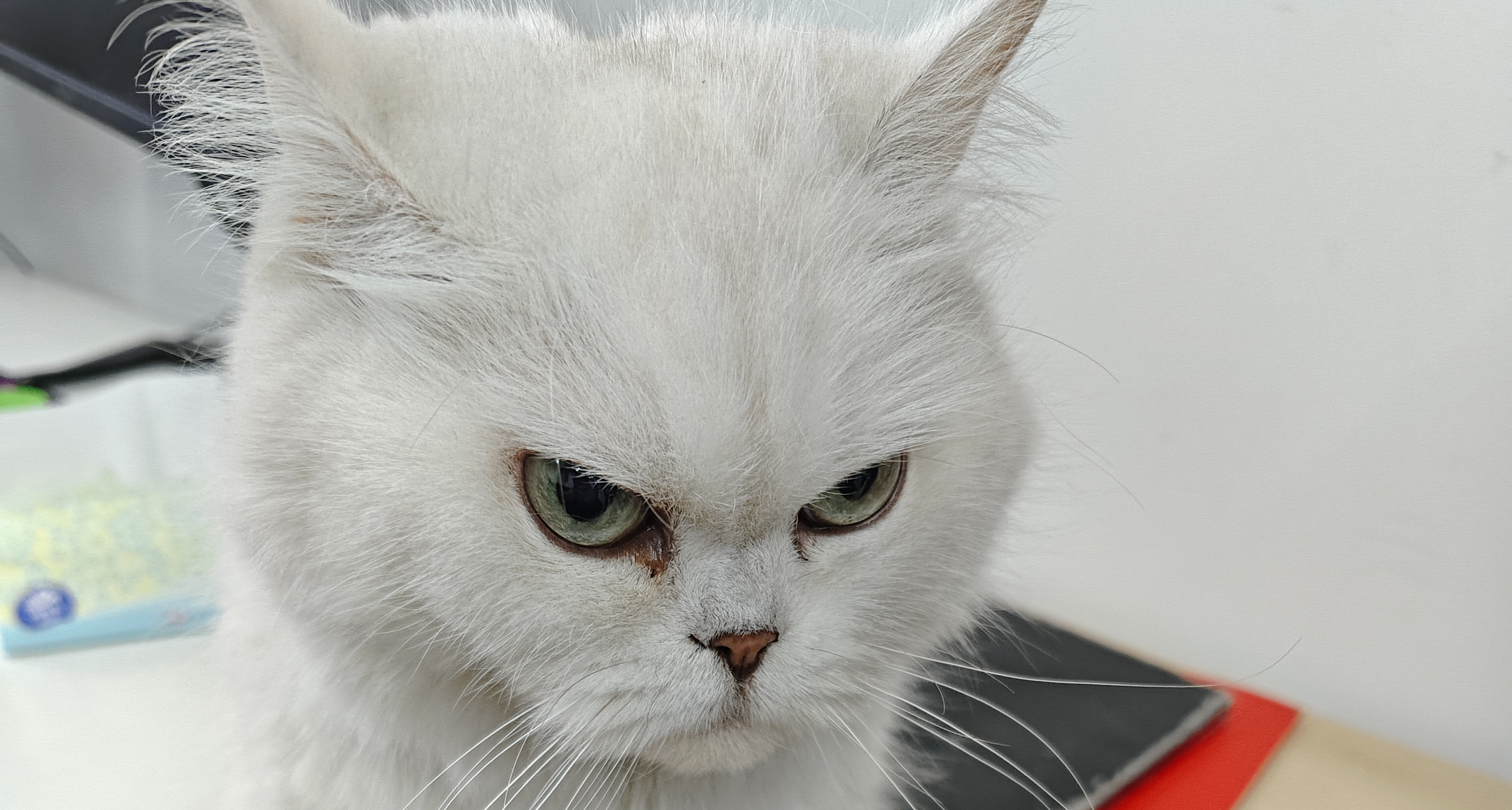 小猫生气了，其实没有