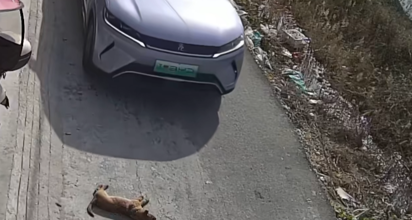 司机鸣笛无效轧到睡狗，狗主人发声：不会讹人，小狗不敢睡路边了