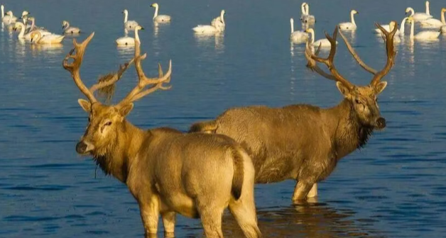 回归四十年，种群破四千，麋鹿改回中国名 “Milu”