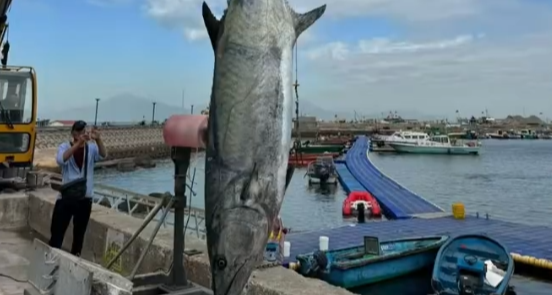 罕见！广东一男子捕获 227 斤鱼王，长 2.6 米、重 227.2 斤