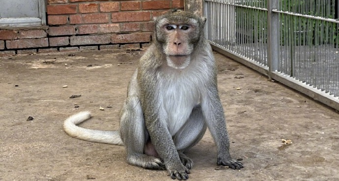 創新藥遭遇“竄天猴”：1 只實驗猴賣 12 萬元仍有價無猴