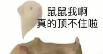 耗儿药，鼠鼠们的小甜品【梗解析】