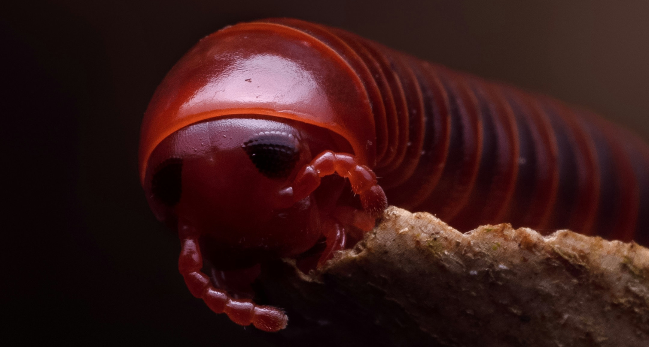 想不怕痛吗？这种寄生虫会让你丧失痛觉！