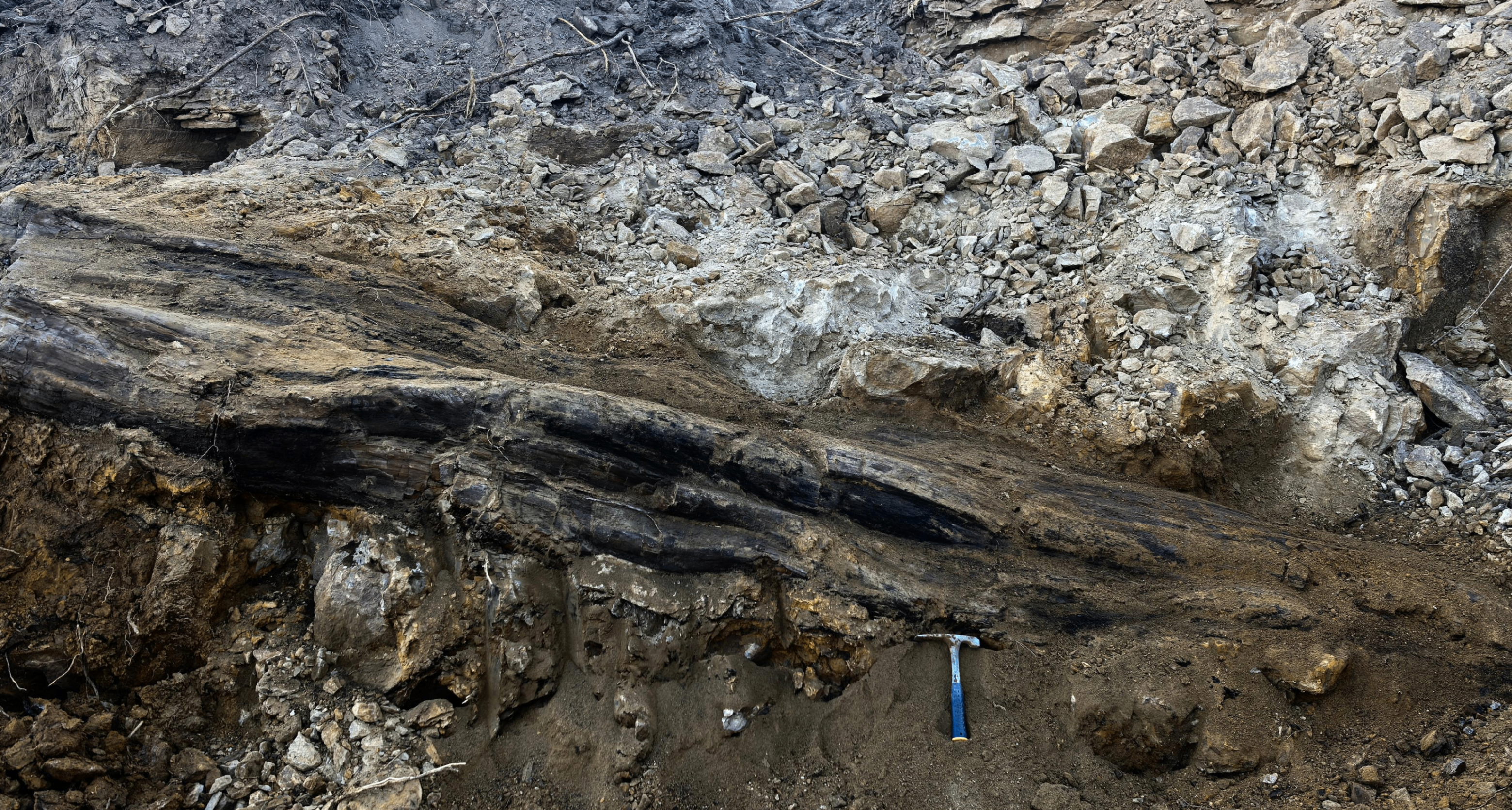 山西一工地發現 2.9 億年前大型木化石，網友：竟然沒變成煤