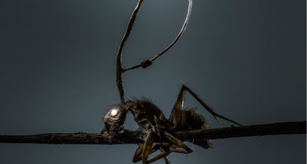 蟲草菌如何將螞蟻變成“殭屍”