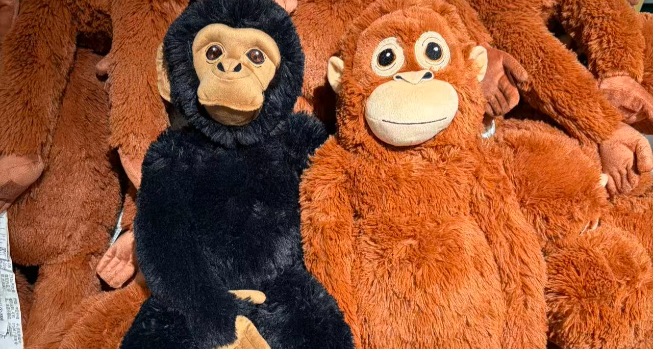 猿計劃半年，動手要六年