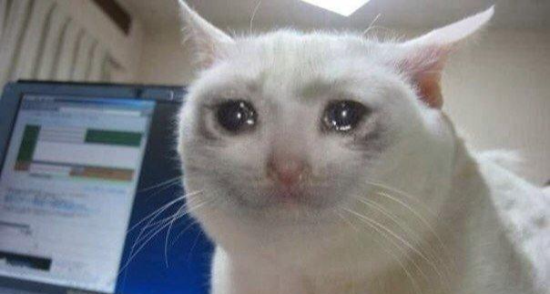 那些memes的出處？——貓貓特輯