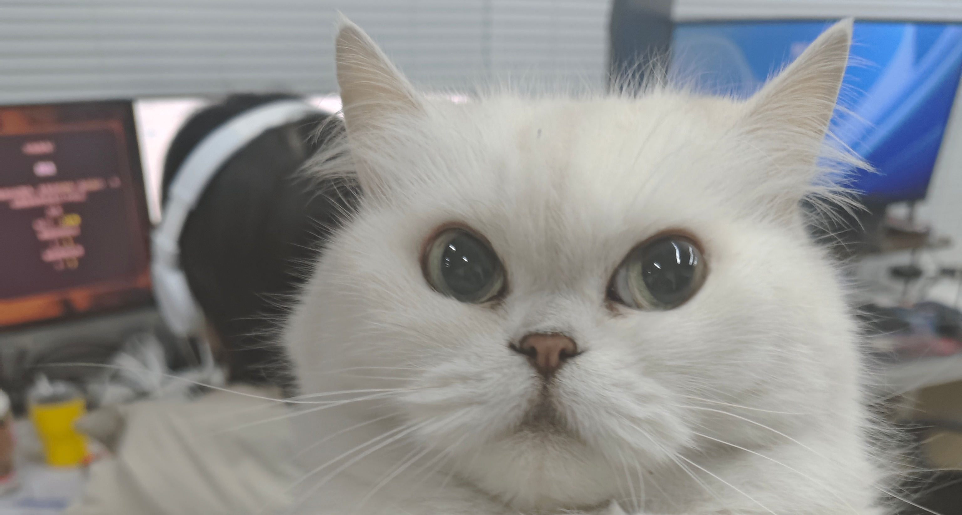 求关注，前一亿个粉丝必回关！我做了个圆圆滚滚的肉鸽农场！