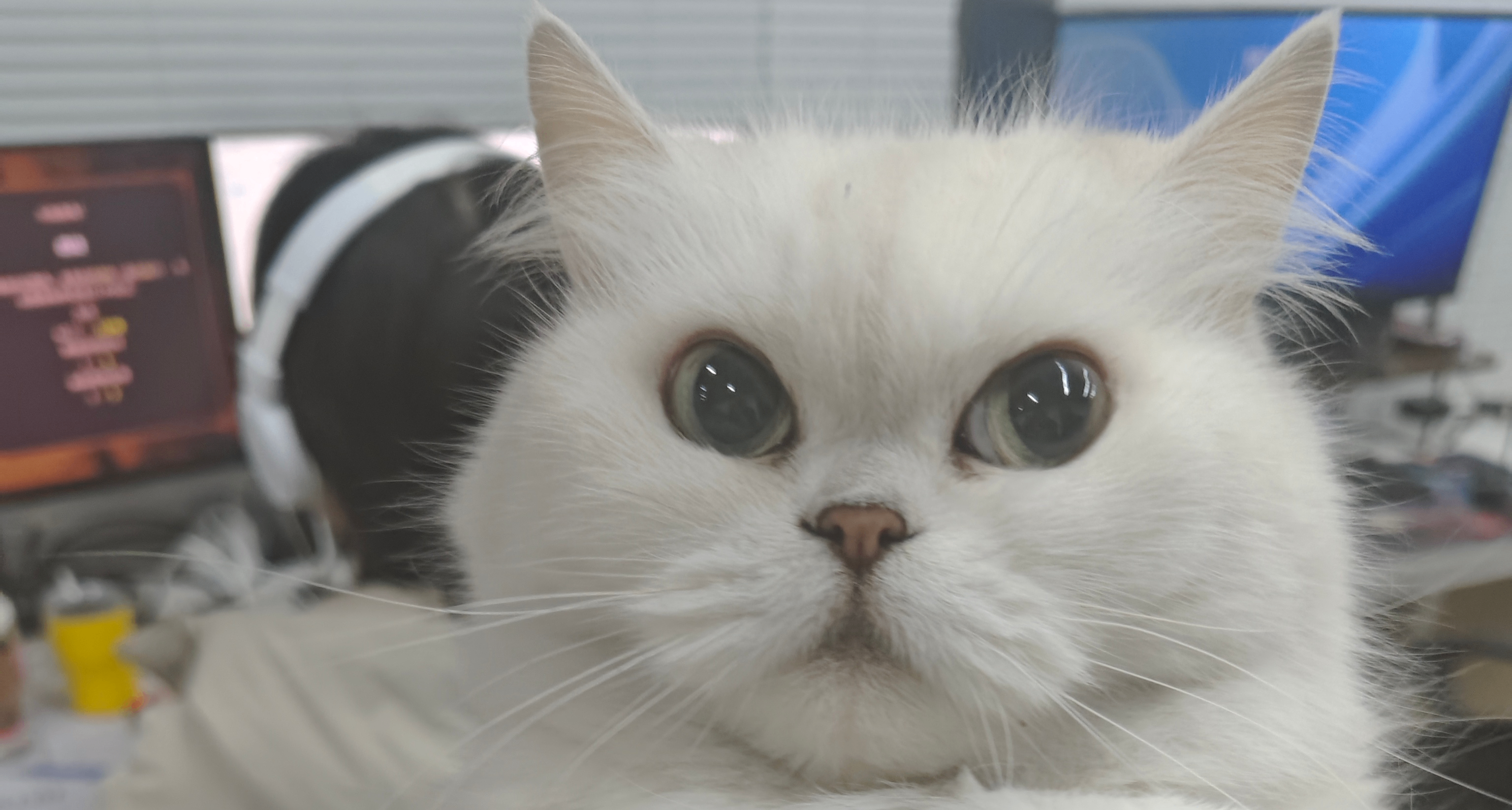 一天漲了近700粉！？你們想要什麼回報！直接來吧！