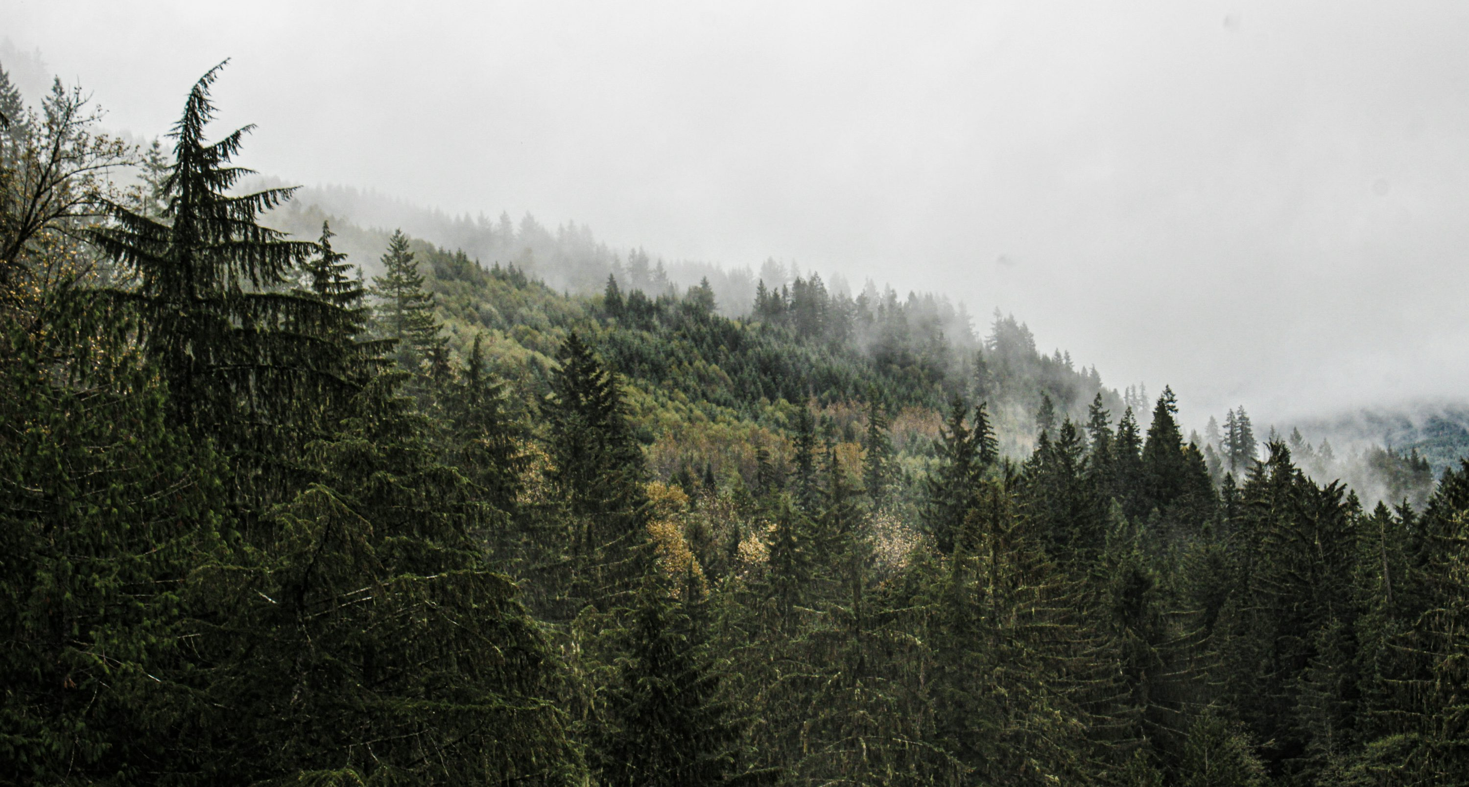 连恐怖作家都害怕的地方？华盛顿州到底藏着什么？