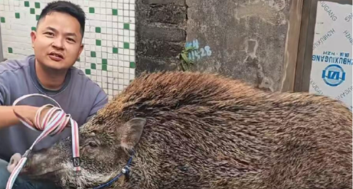 男子收養野豬一年從 30 斤長到 150 斤，有人開價 5 萬購買被拒絕